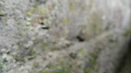 acastle
                          105295.jpg